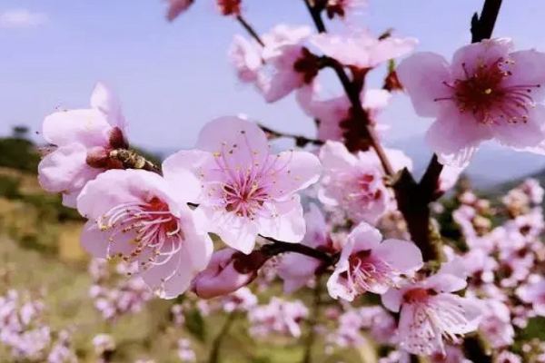 如何区分命中桃花星的好与不好(桃花与十神结合的不同作用)