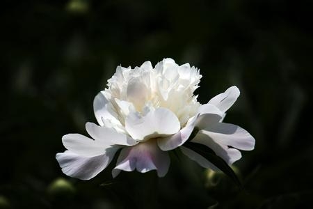 白芍-jt叔叔